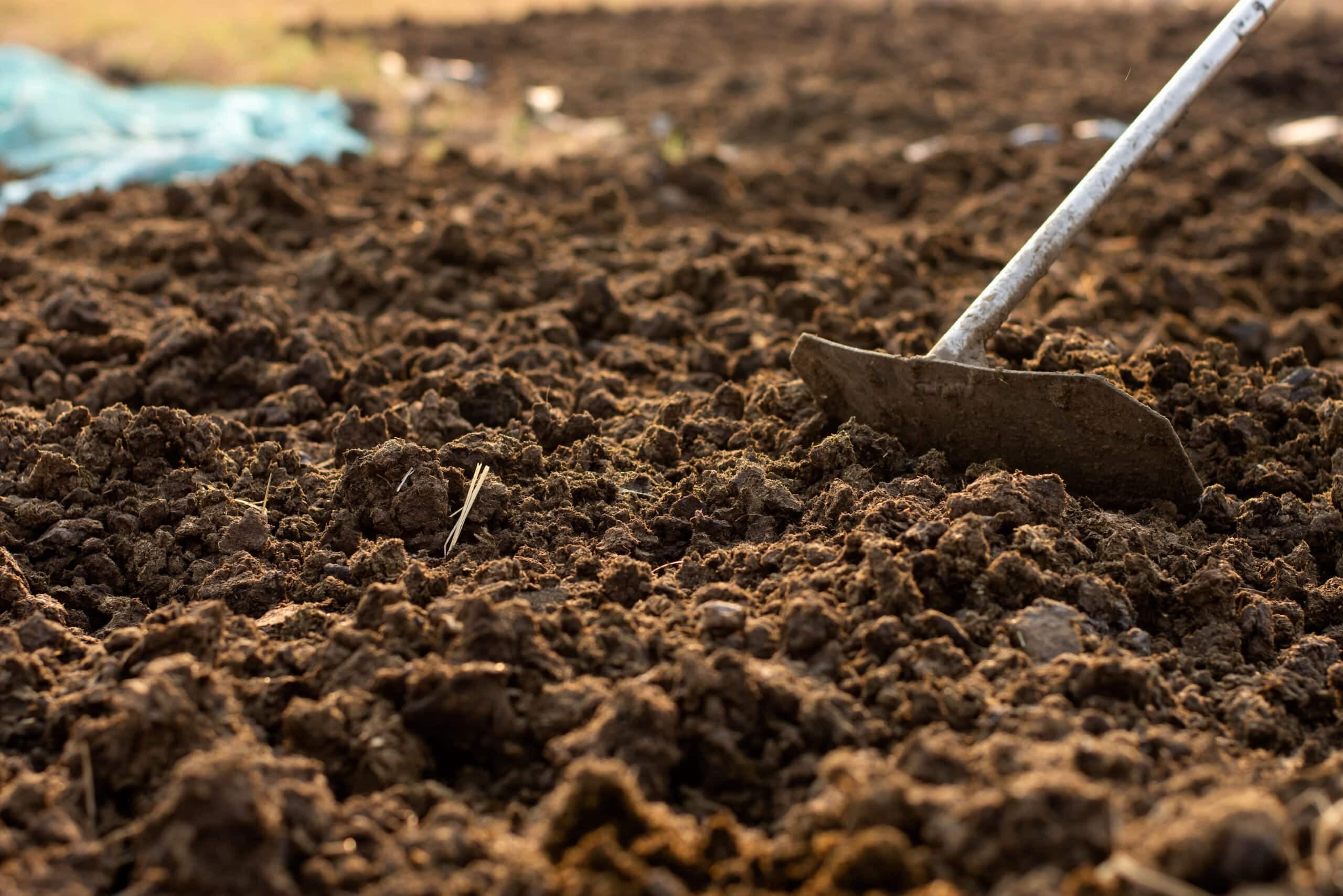 Rich composted cow dung manure showing dark earthy texture